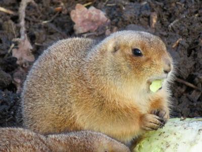 Close-Up Image of a Prairie Dog – Free Download