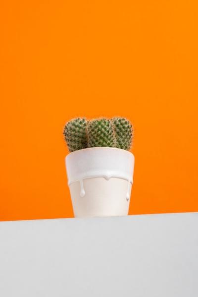 Cactus Plant Still Life in Studio – Free to Download