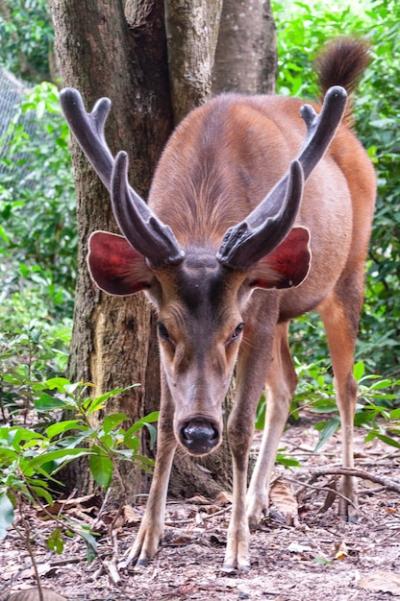 Beautiful Deer in the Forest | Free Stock Photo Download