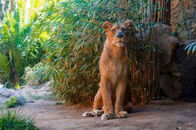 Close-Up of a Lioness Sitting on the Ground – Free Stock Photo, Download for Free