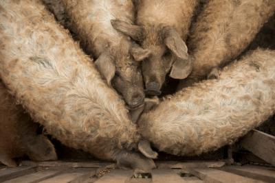 Pigs in the Sty of a Farm – Free Stock Photo for Download