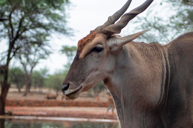 Common Eland Antelope in Namibia’s National Park – Free Stock Photo, Download for Free