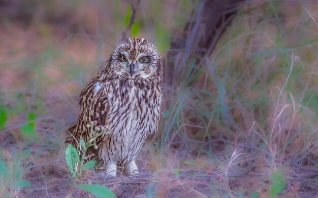 Close-up of Bird – Free Stock Photo for Download