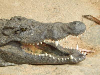 Close-Up of a Crocodile – Free Download