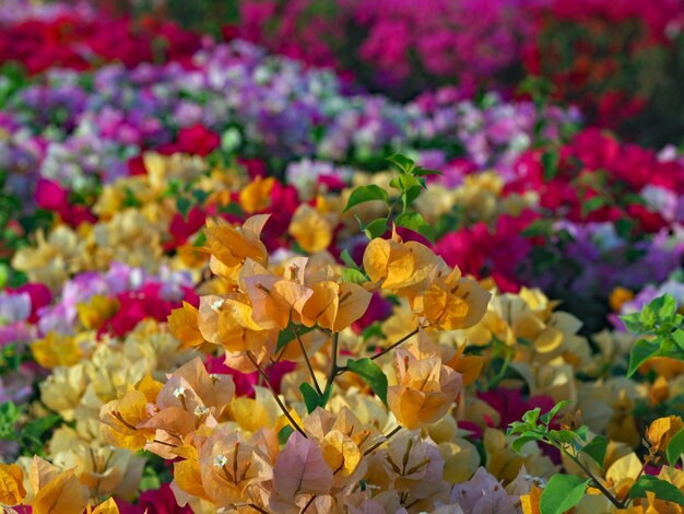 Close-Up of Multi-Colored Flowers – Free Stock Photo for Download