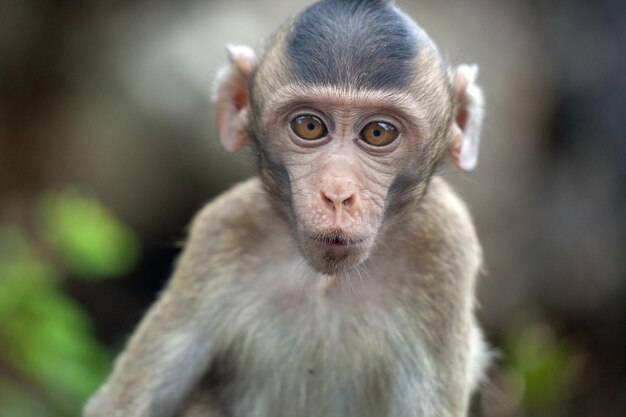 Close-Up of a Monkey – Free Stock Photo for Download