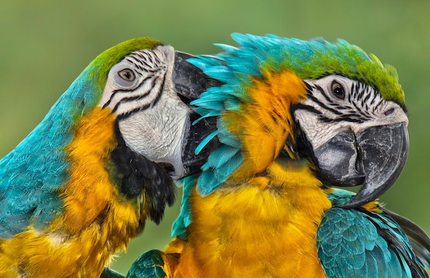 Beautiful Close-up of a Peacock – Free Download Stock Photo