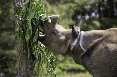 Gray Rhinoceros Feeding on Green Leaves – Free Stock Photo for Download