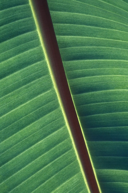 Closeup Shot of Green Leaf Patterns and Texture – Free Download