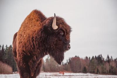 A Close Profile Portrait of a Bison Against a Sky and Forest Background – Free Download