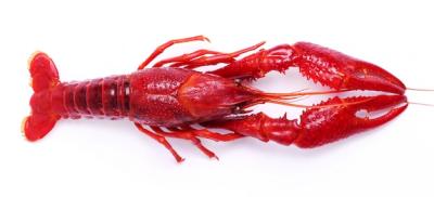 Delicious Crayfish – Free Download Stock Photo