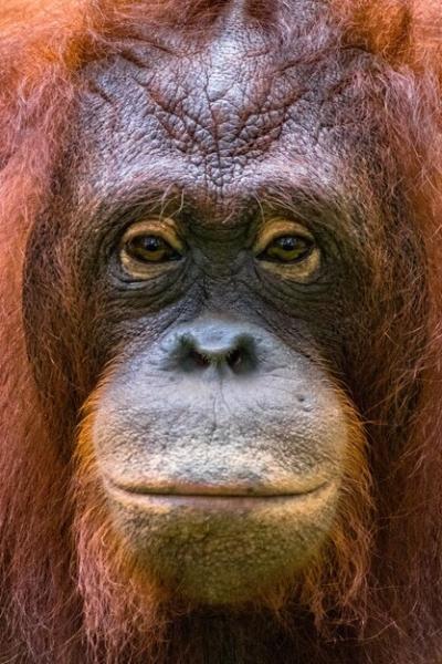 Close-Up of Borneo Orangutan – Free Stock Photo, Download for Free