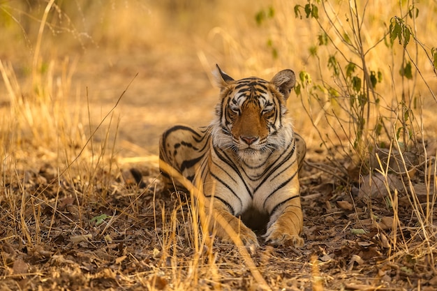 Amazing Tiger in Natural Habitat: Wildlife Scene During Golden Hour – Free Download