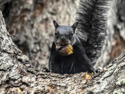 Close-up of Squirrel Eating Food on Tree Trunk – Free Stock Photo, Download Free