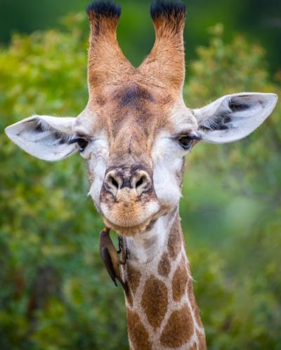 Vertical Selective Focus Giraffe with Trees Background – Free Download