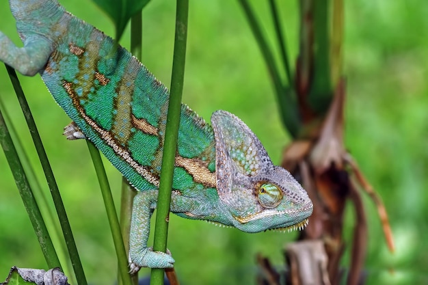 Chameleon Veiled Preying on Branch – Free Stock Photo for Download