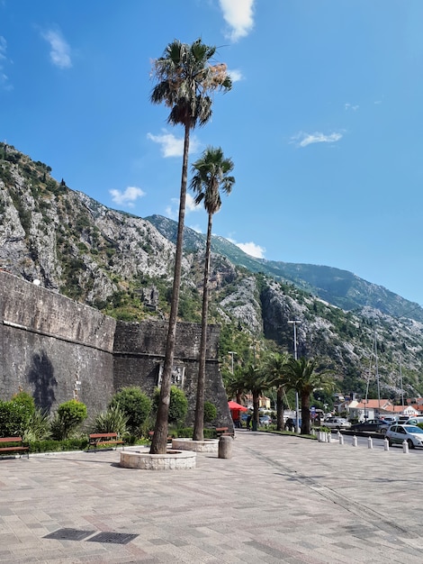 Kotor, Montenegro: Square Surrounded by Palm Trees – Free Stock Photo, Download Free