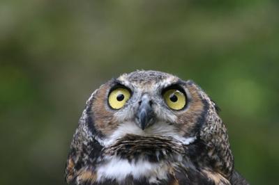 Close-Up Portrait of Owl – Free Download, Download Free Stock Photo