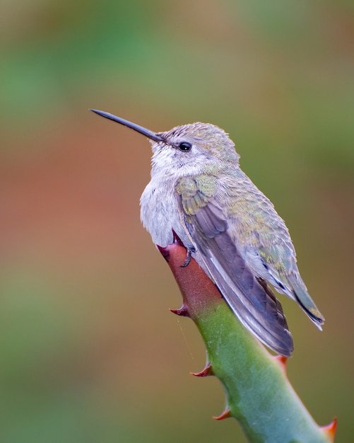 Female Hummingbird on Agave Plant – Free Stock Photo, Download for Free