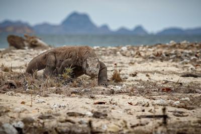 Komodo Dragon in Itâs Natural Habitat on a Famous Indonesian Island – Free Download