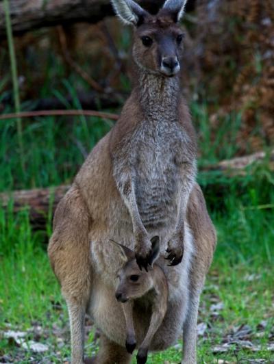 Western Grey Kangaroo with Joey in Pouch – Free Stock Photo for Download