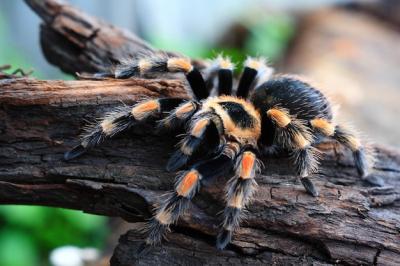 Close-up of Spider on Wood – Free Stock Photo for Download