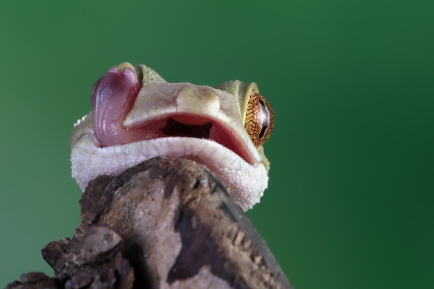 Close-up of a White Line Gecko on Wood – Free Stock Photo for Download