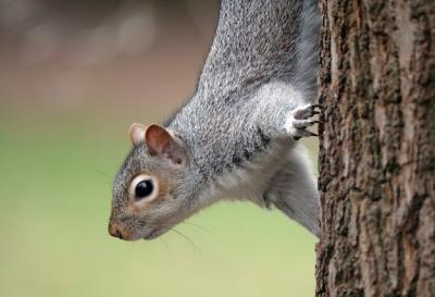 Curious Squirrel on a Tree: Download Free Stock Photo