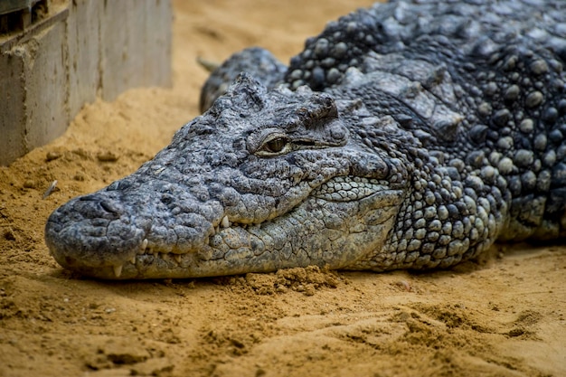 Crocodile Resting on the Sand Beside a Brown River – Free Stock Photo, Download for Free