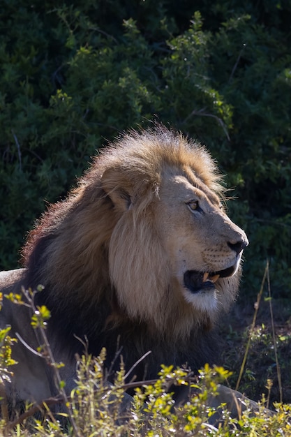 Vertical Shot of a Lion in a Sunlit Forest – Download Free Stock Photo