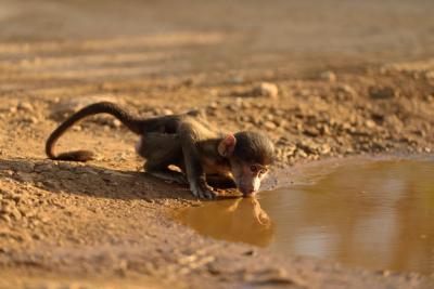 Cute Baby Baboon Drinking Water from a Muddy Pond – Free Download