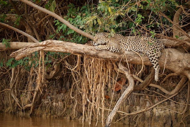 American Jaguar in Its Natural Habitat: Free Stock Photo for Download