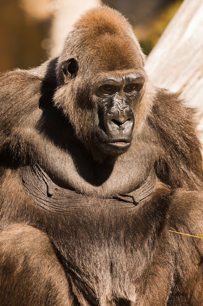 Stunning Gorilla Images – Free Download for Your Projects