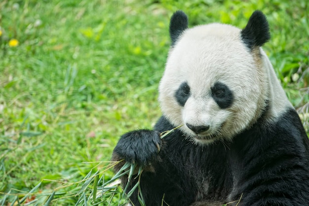 Portrait of a Giant Panda Eating Bamboo – Free Stock Photo for Download