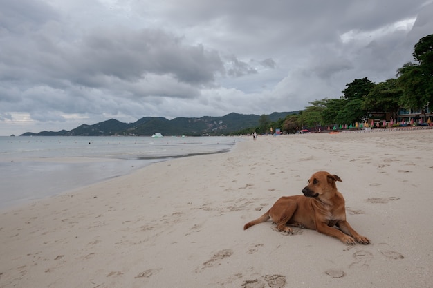 Scenic Tropical Island Beach with Dog and Clouds – Free Download