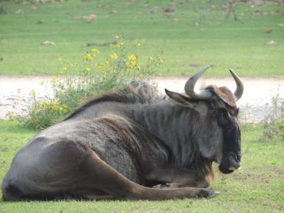 Wildebeest Closeup Sitting on Grass – Free Download