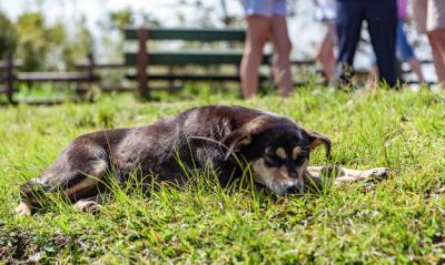 Cute Dog Sleeping on the Grass in the Park – Free Stock Photo for Download