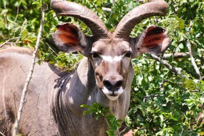 Kudu Standing in Front of Lush Green Plants – Free Stock Photo for Download