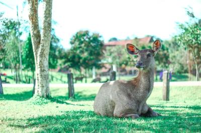 Portrait of Deer Sitting on Field – Free Stock Photo for Download