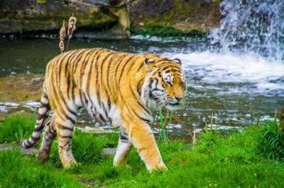 Tiger Walking in a Zoo – Free Stock Photo for Download