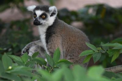 Lemur Sitting on a Plant – Free to Download