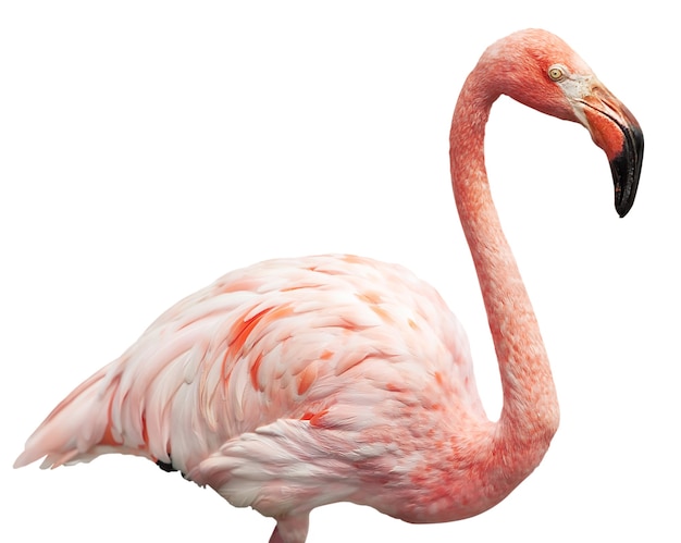 Flamingo Portrait Close-Up on White Background – Free Download, Free Stock Photo