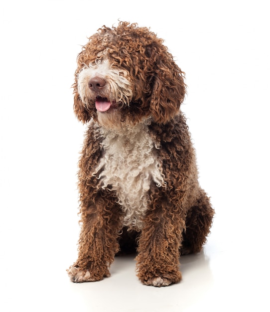 Long-haired Brown Dog Sitting with Tongue Out – Free Download