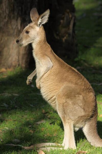 Pretty Face of a Whiptail Wallaby in Sunlight – Free Stock Photo for Download