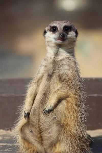 Portrait of Meerkat on Field – Free Download, Free Stock Photo