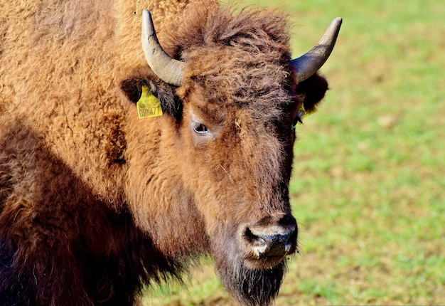 A Bison with a Tag in Its Ear – Free Stock Photo, Download for Free