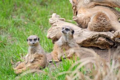 Sheep Sitting on Land – Free Stock Photo, Download for Free