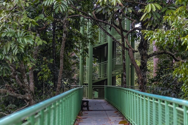 Suspension Bridge in the Rainforest Conservation Center, Borneo Malaysia – Free to Download