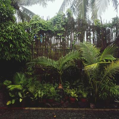 Trees Growing in a Park – Free Stock Photo for Download