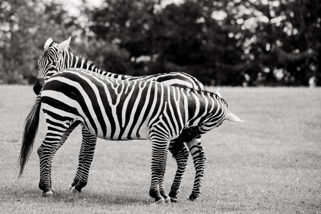 Zebra Standing on a Field – Free Stock Photo for Download